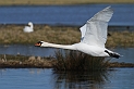 Mute swan in flight - C